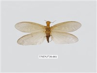 藏品(黃紋魚蛉)的圖片